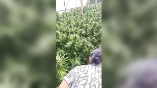 HoneyBunnz sucks dick in weed farm