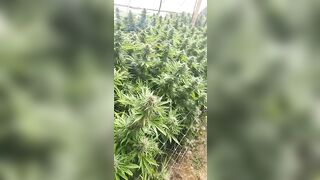 HoneyBunnz sucks dick in weed farm