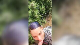 HoneyBunnz sucks dick in weed farm