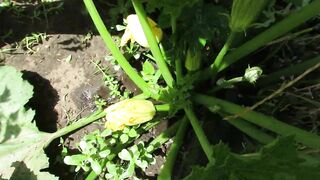 Good pissing in nature on a zucchini bush