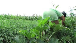 Good pissing in nature on a zucchini bush