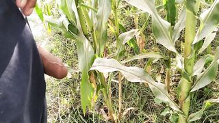 Big Cock Pissing in Corn Field